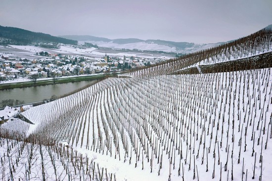 Mosel31