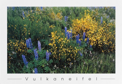 PK115 - Lupinen und Ginster PK115 - Lupinen und Ginster