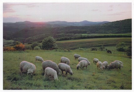 PK010 - Vulkaneifellandschaft bei Daun PK010 - Vulkaneifellandschaft bei Daun